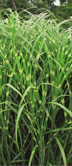 Злаковые растения