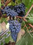 VENDO UVAS: Touriga nacional &  Touriga francesa