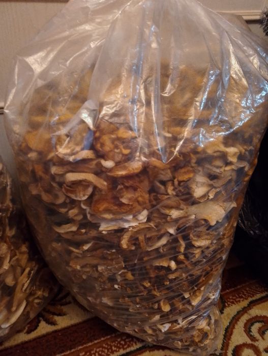 Продам хороший буковий гриб з Закарпаття.