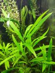 Hygrophila siamensis łątwa roślina akwariowa