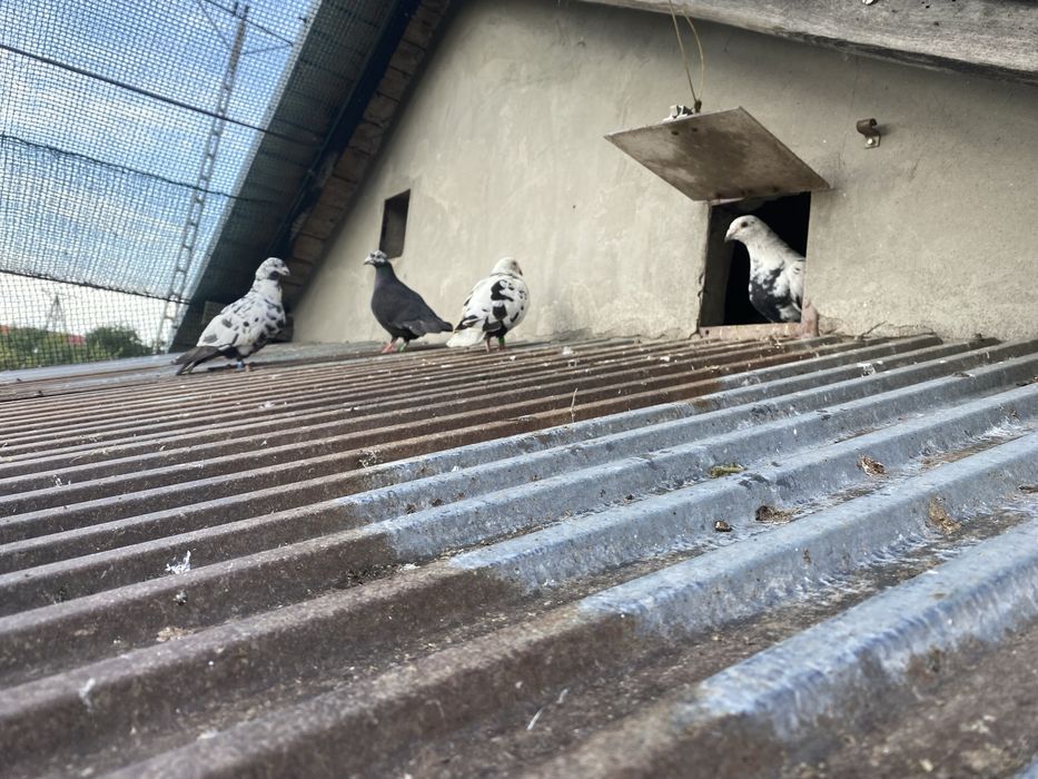 Sprzedam Młode Gołębie Tygrysie