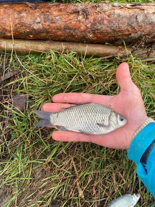 Карась Живий, 30 грн. за кг.