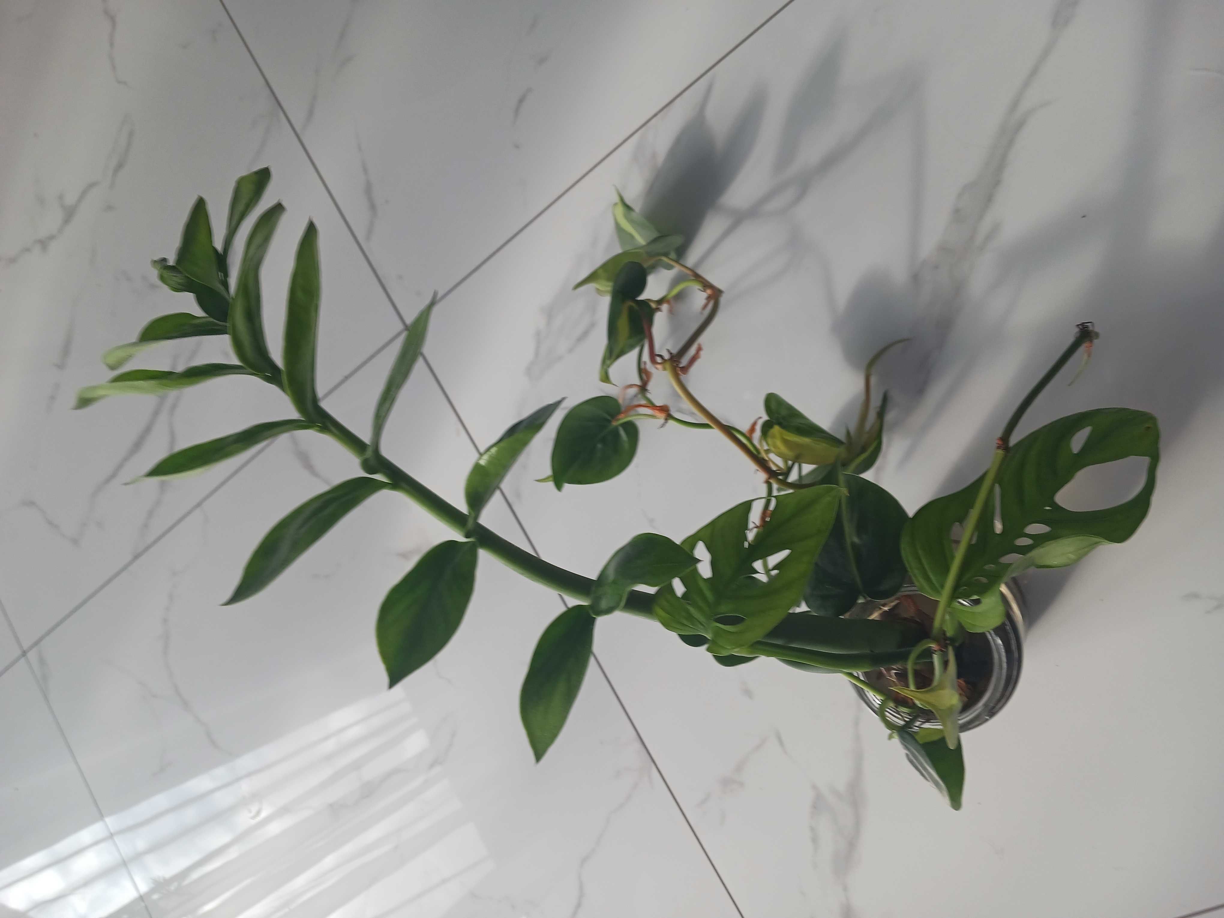 Epipremum, zamiokulkas zamiolistny - nowe sadzonki