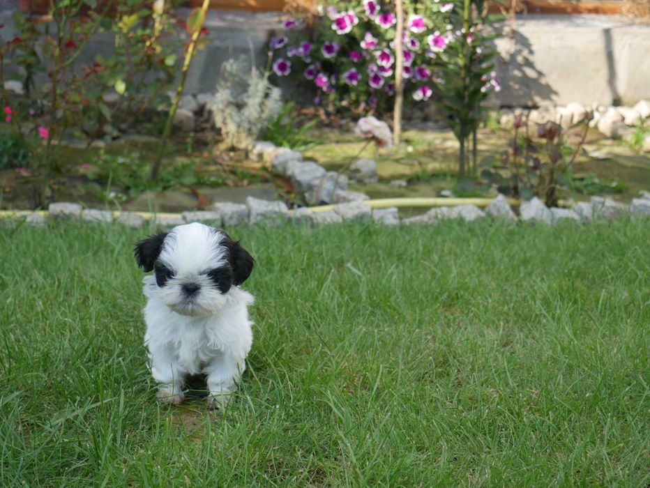 SHIH TZU - mini piesek II
