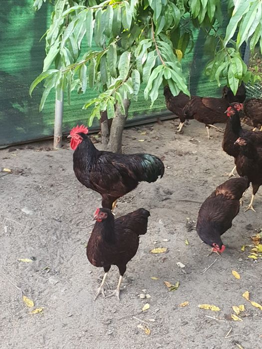 Koguty amrock i karmazyn