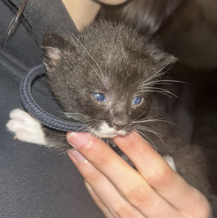 Oddam kotki w dobre ręce