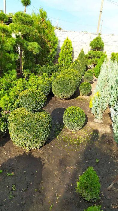 продам самшит стриженый в виде шара. можжевельник блю эрроу. туи