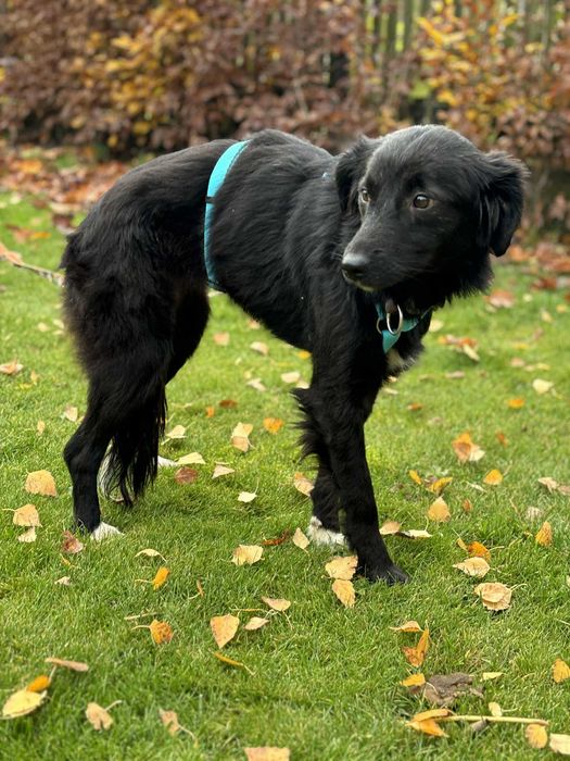 Młodziutka kochana sunia po przejściach adoptuj