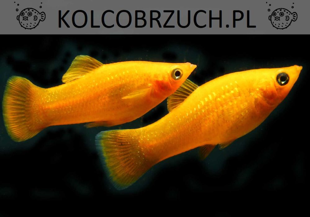 Molinezja ostrousta złota - Poecilia sphenops - dowóz, wysyłka