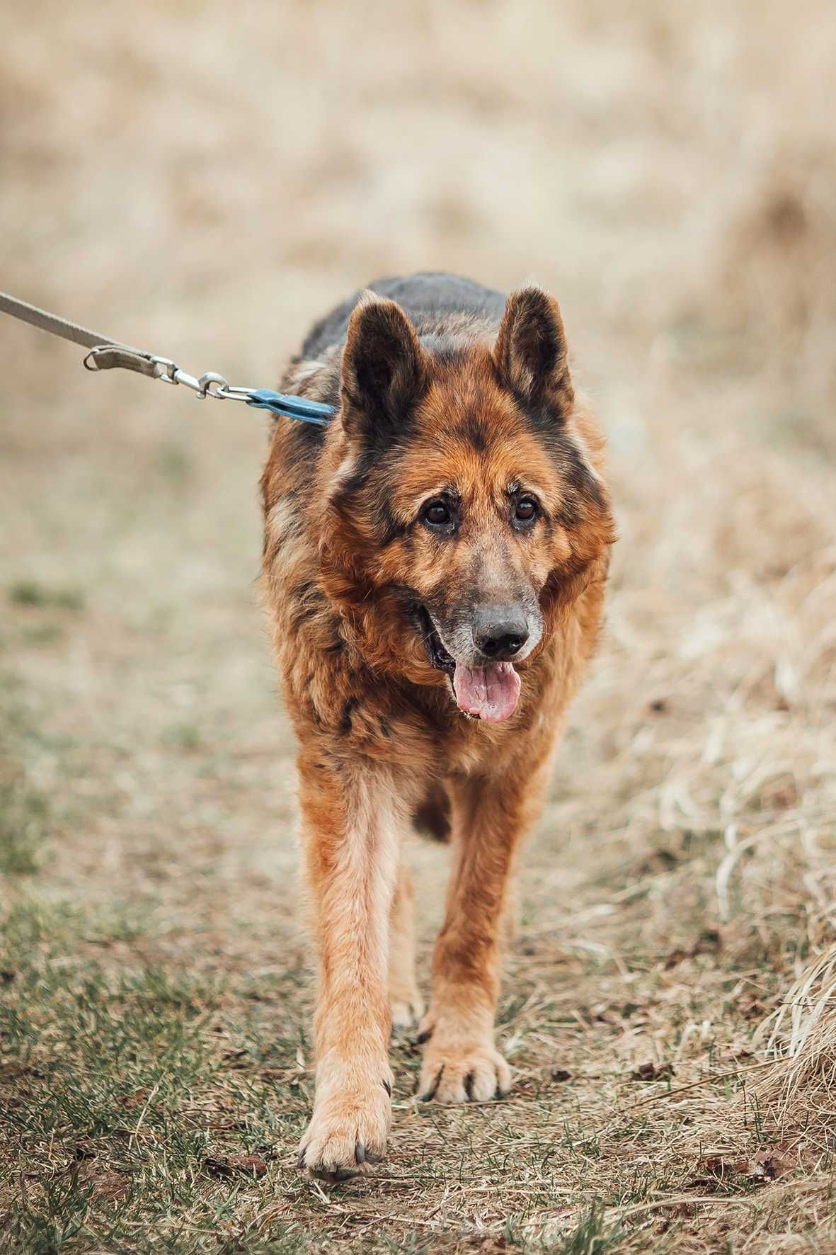 Szuka Pana lub Pani do towarzystwa