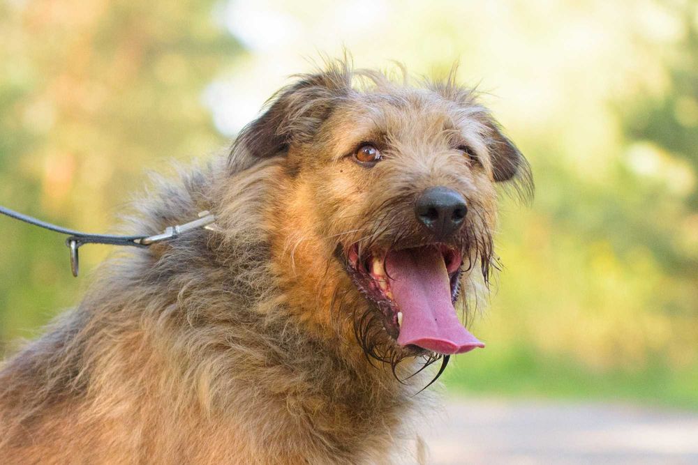 Dostojny Makesh w typie terriera szuka domu