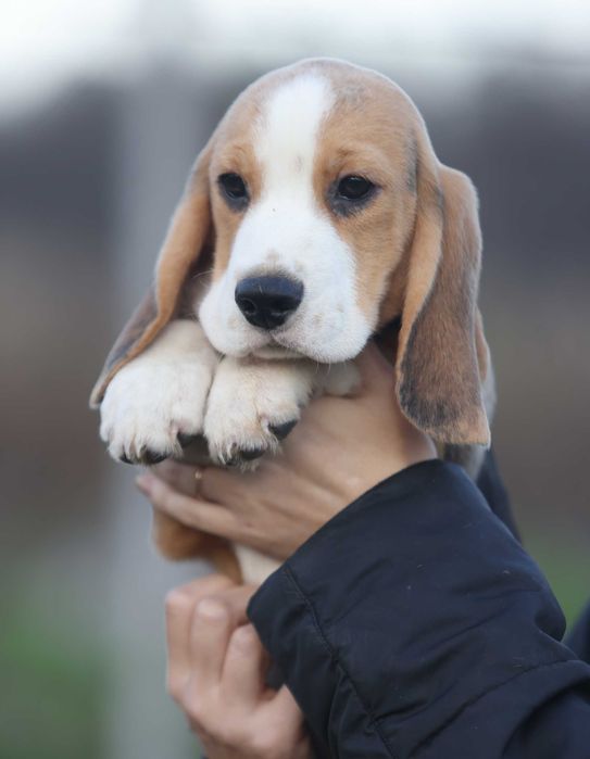 Краще цуценя бігля