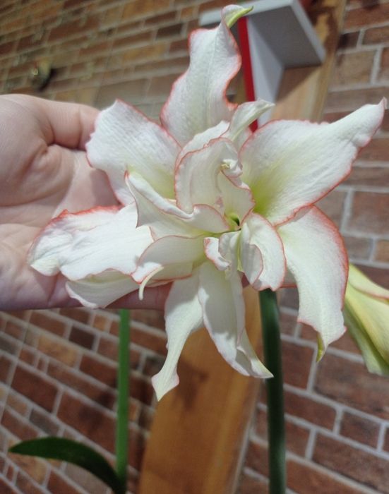 Амариллис/гіпеаструм