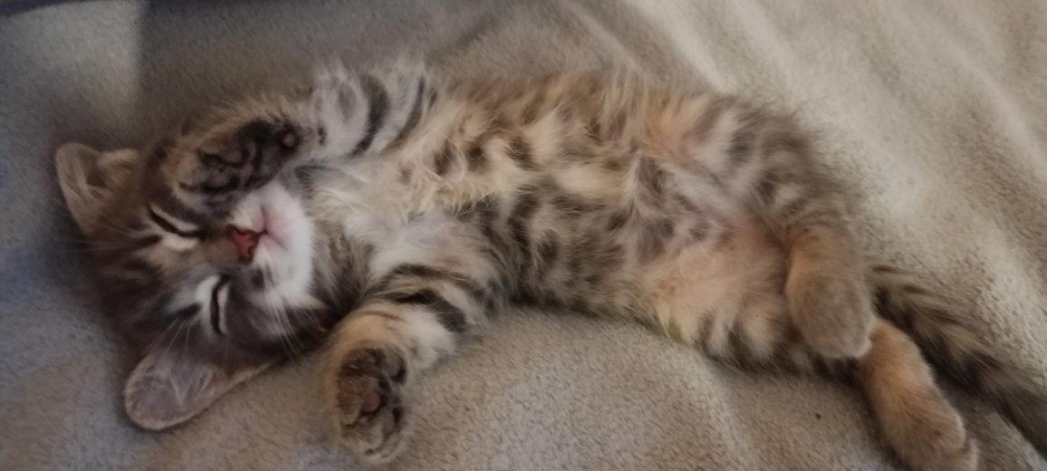 Кошеня шукає родину. Дівчинка, 2,5 місяці, грайлива та ласкава.