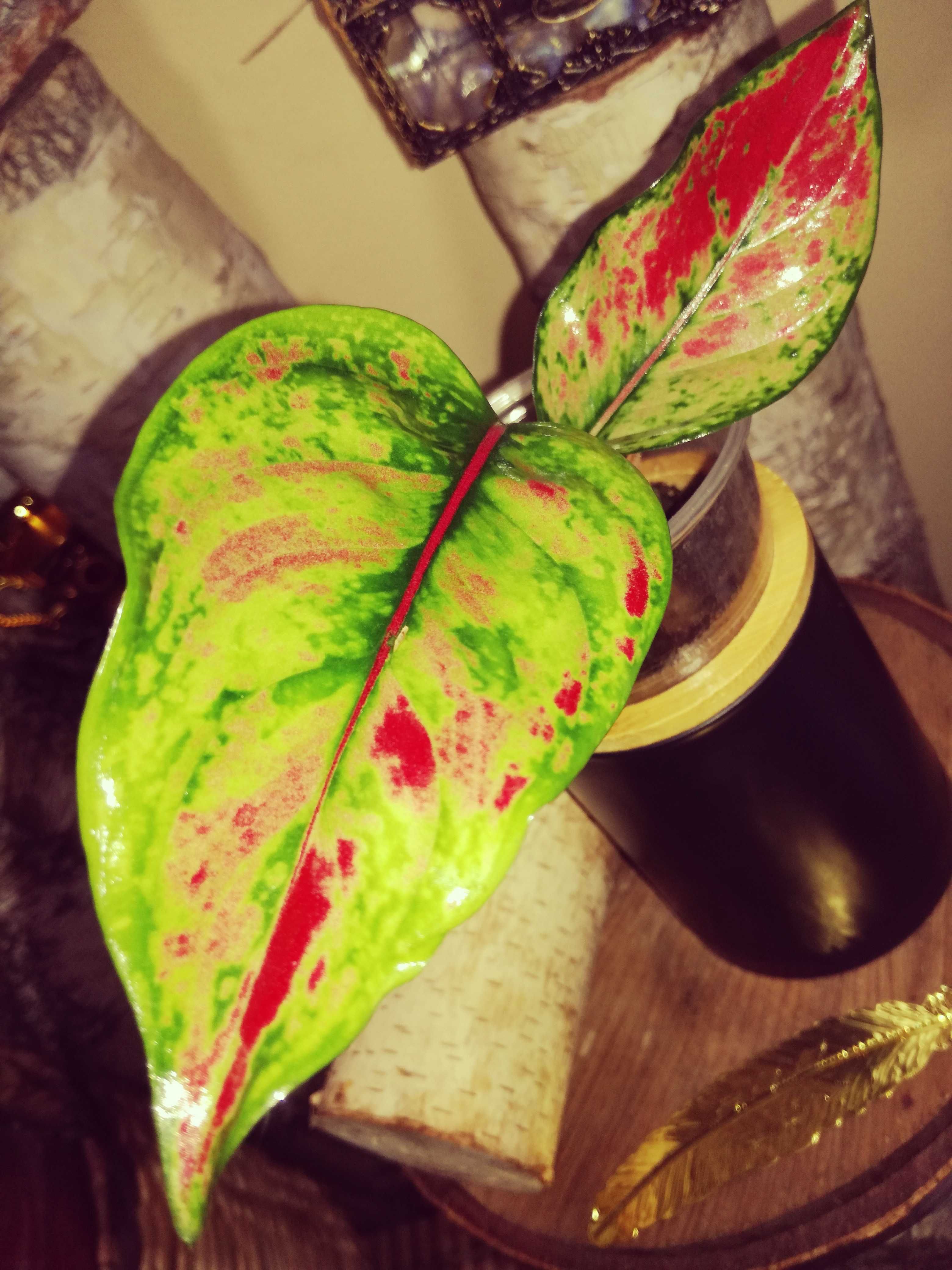Aglaonema Red Heng Heng sunset Monstera kwiat roślin piękna philodendr