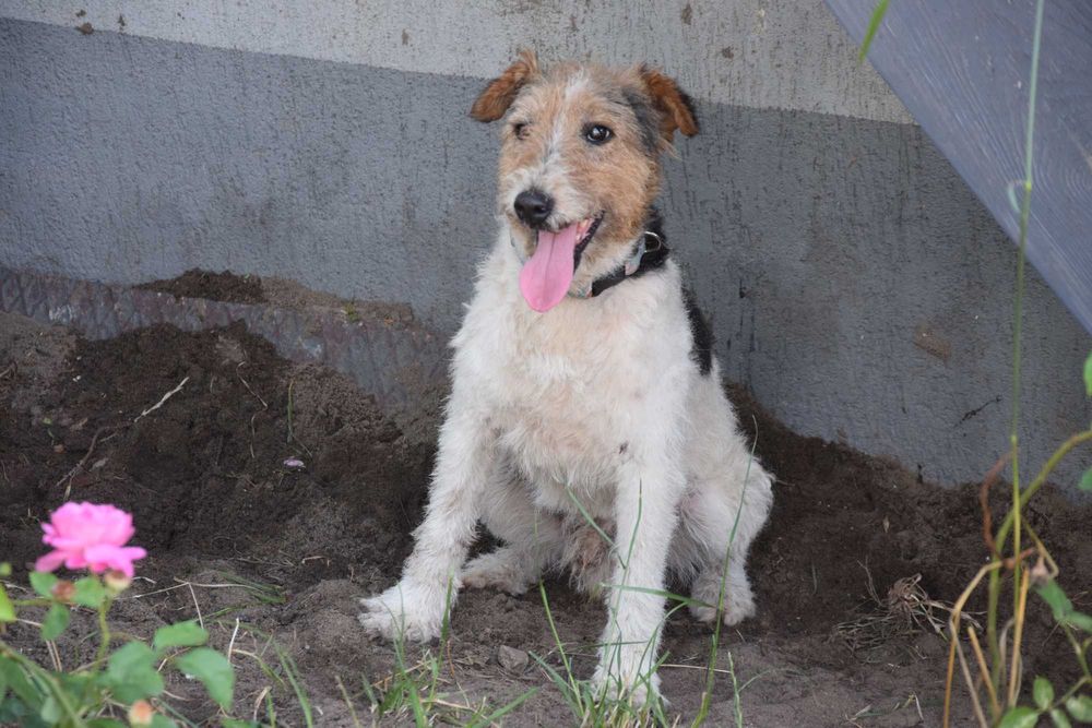 Kochany, bezdomny, bardzo pragnący miłości foxterier szuka domku