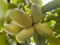 Азиміна (бананове дерево) 2 саджанці, насіння