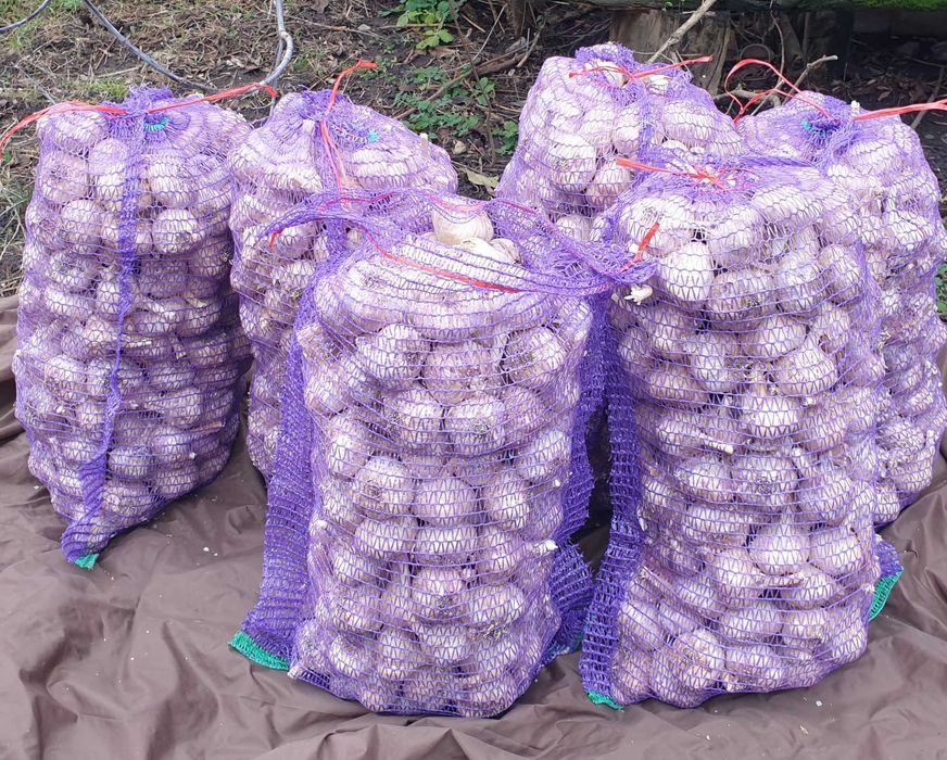 Посадковий часник (чеснок) сорту Любаша