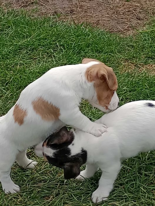 Piesek rasy Jacek Russell terrier z metryką ZKwP do rezerwacji