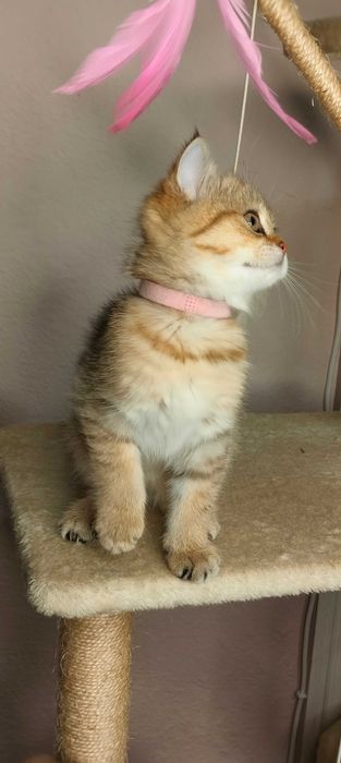 Шотландська Золота Шиншила/scotitsh straight