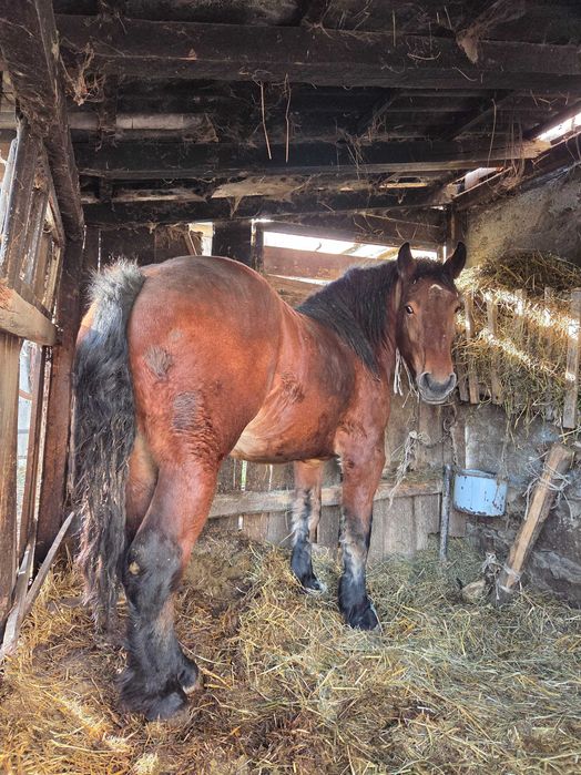 2letnia kobyła zimnokrwisty koń do chowu klacz młody gniada kasztanowa