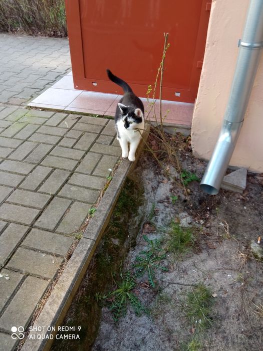 Dwie dorosłe kotki do adopcji