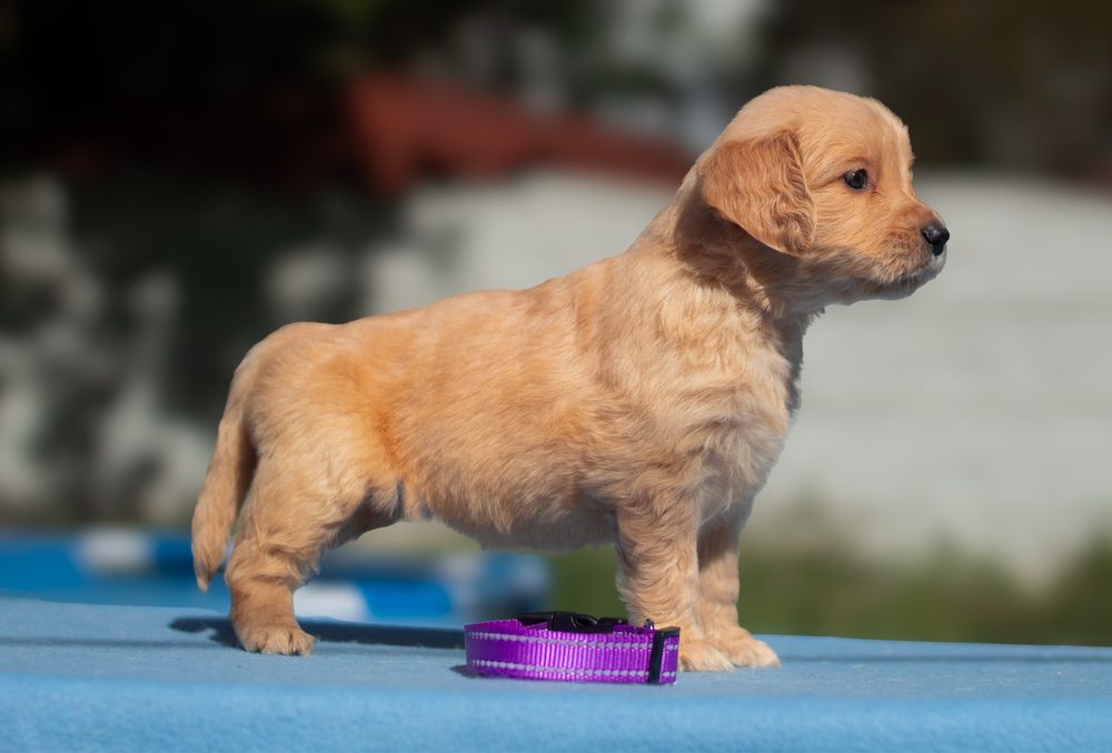 руді цуценята від імпортованих батьків