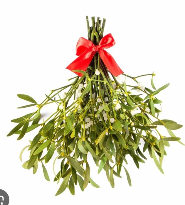 Jemiola 2026 kule, wiązki