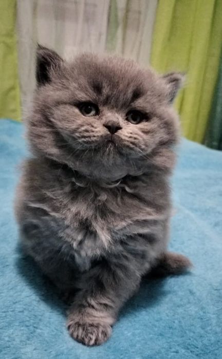 Fêmea British Longhair blue