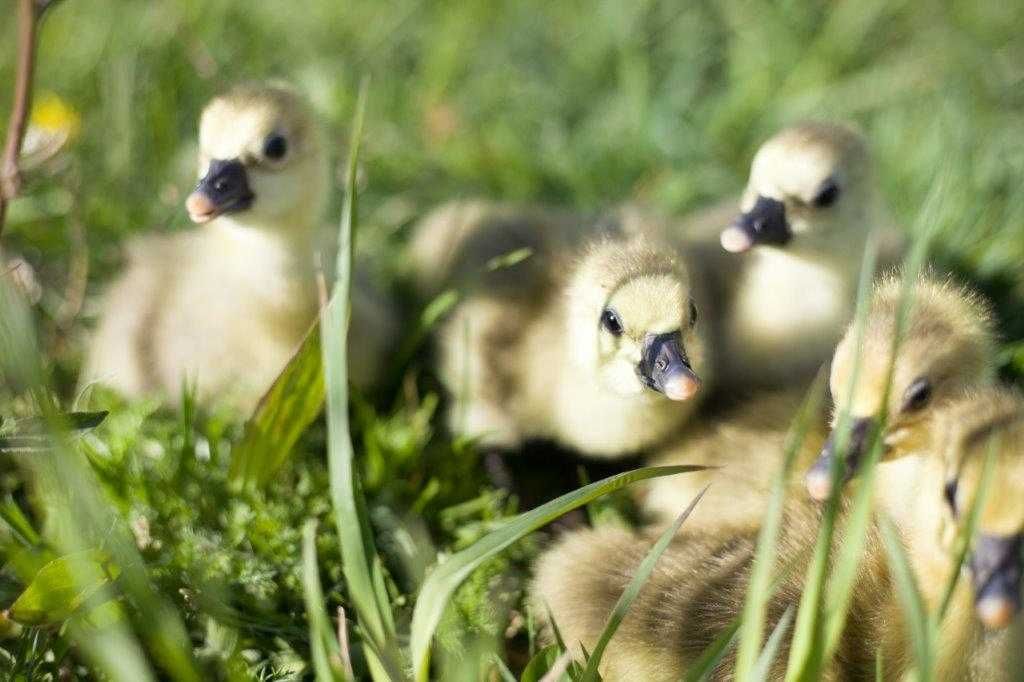 Kaczki, gęsi na wagę odchowane dowóz Gratis