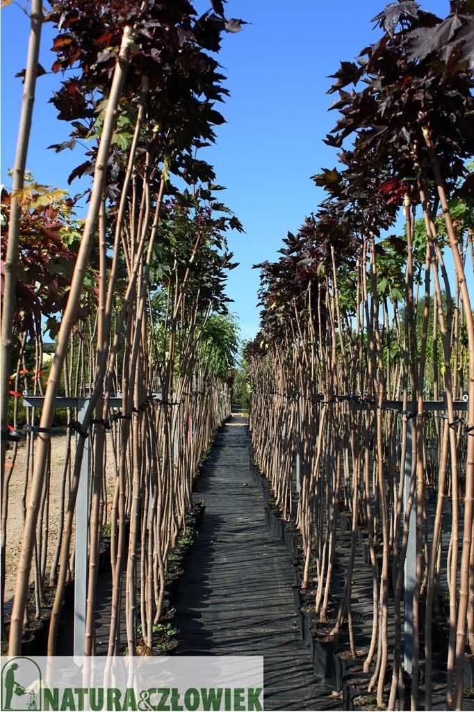 Catalpa Katalpa Nana zielona,  PRODUCENT