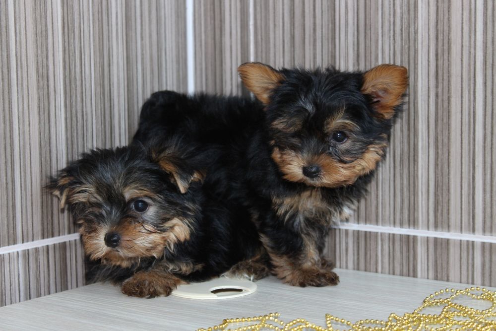 Малюки Йорки, хлопчики і дівчатка