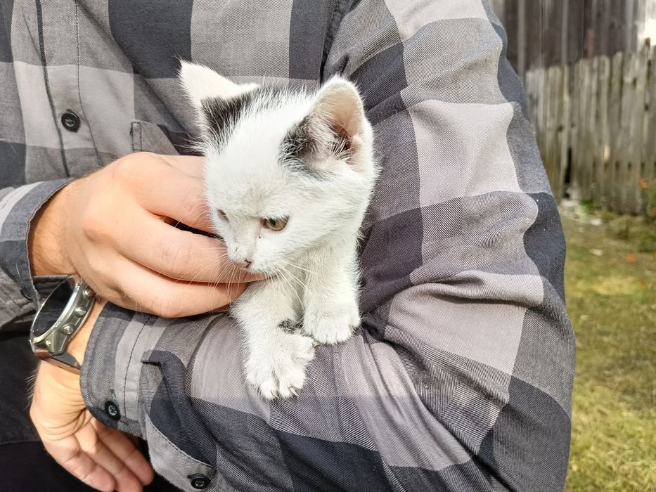 Oddam kotki w dobre ręce