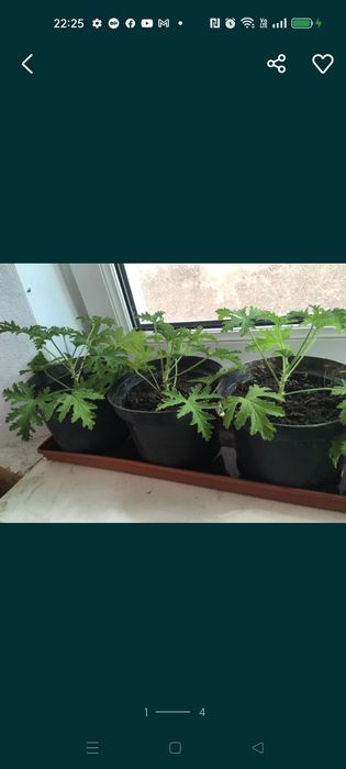 Geranium 3 sztuki