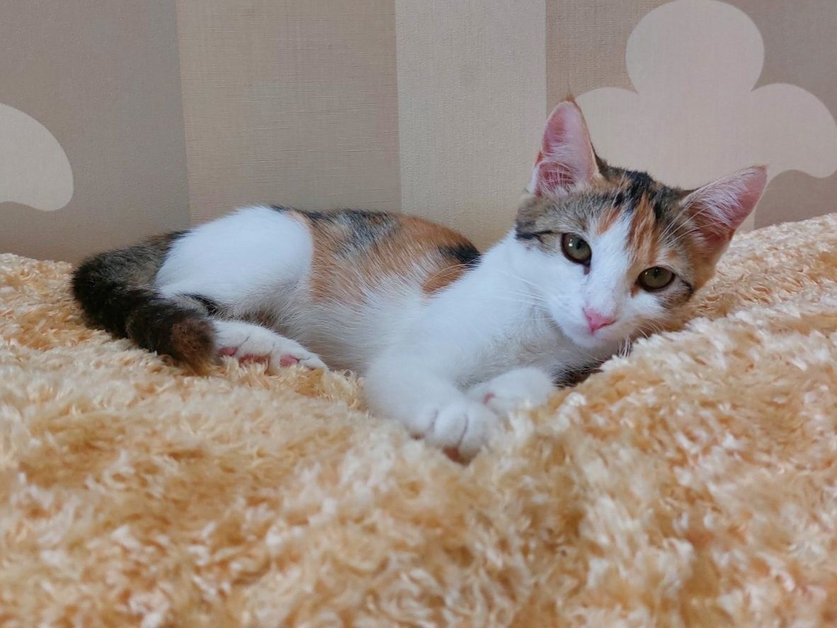 Котенок. Девочка.