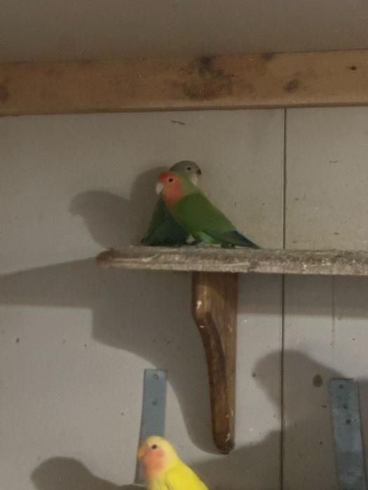 Papugi nierozłączki, nimfy, faliste