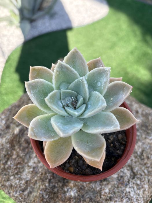 Suculentas  várias 1€