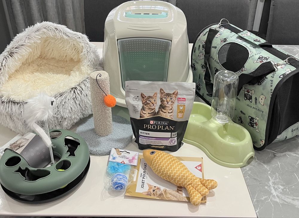 Menino sphynx com kit boas vindas