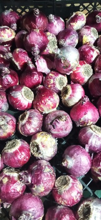 Луковицы Гиацинтов 2х размеров