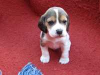 Beagle Tricolor, De Qualidade, Pequeno Porte.