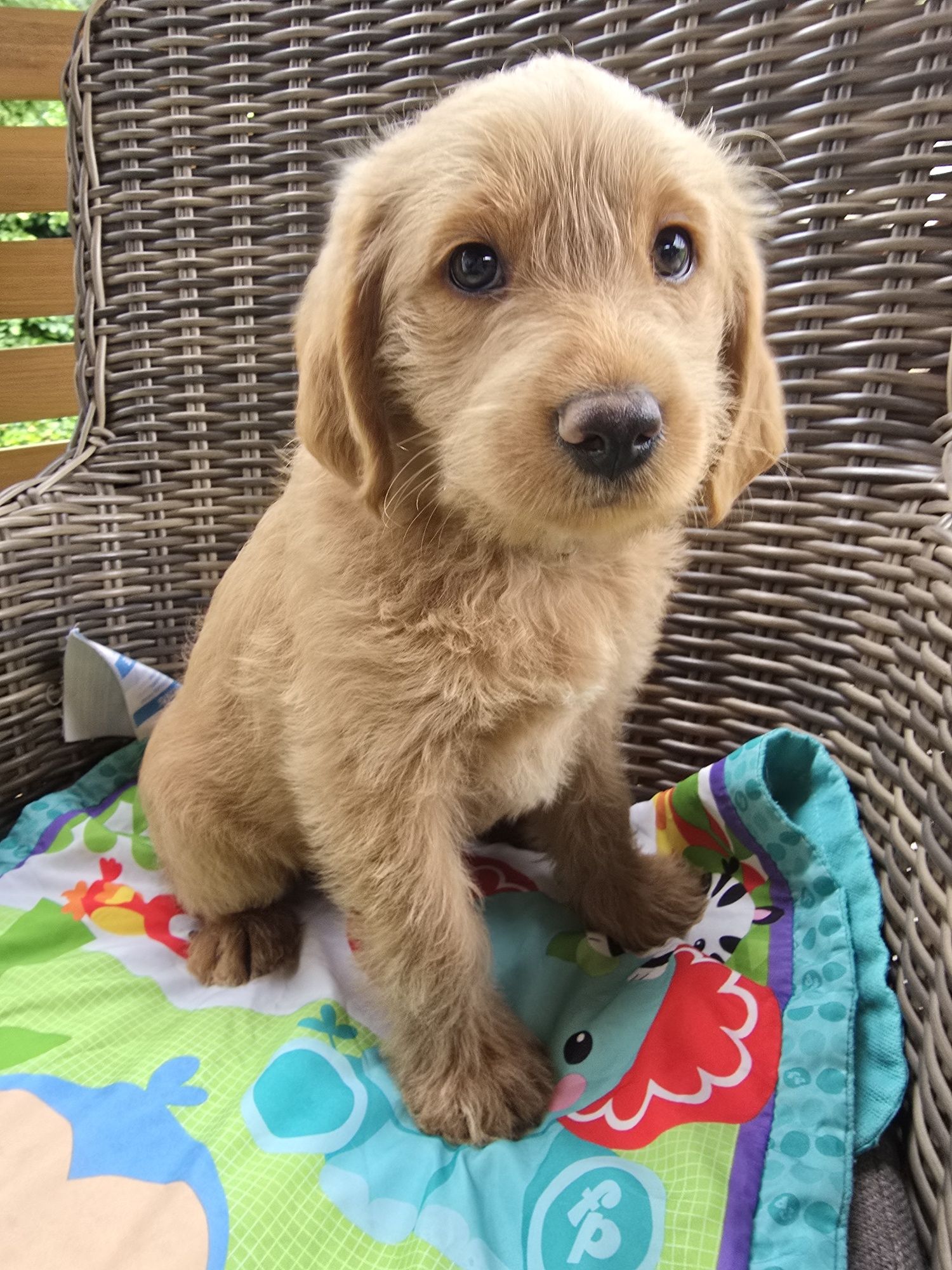 Labradoodle f1 labrador/pudel /goldendoodle