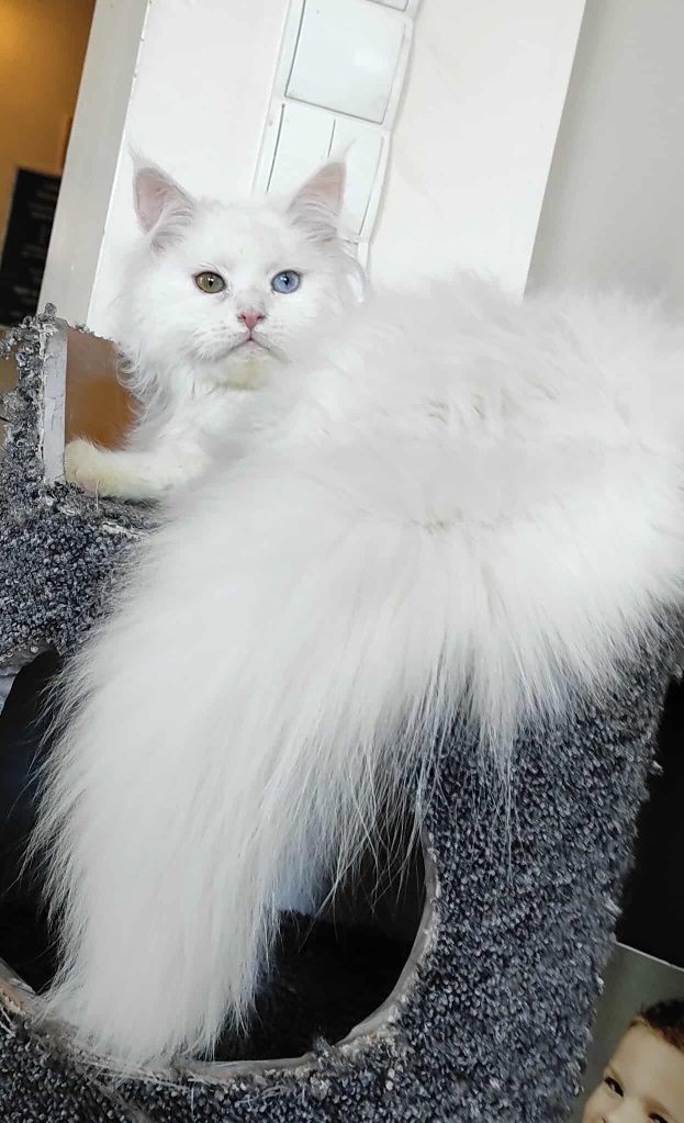 Maine coon Felis Polonia kotka