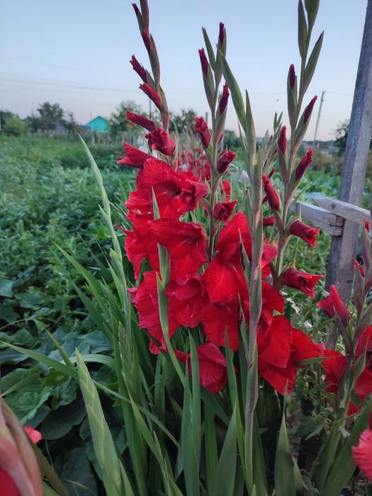 Великі цибулини червоних гладіолусів 20 шт.