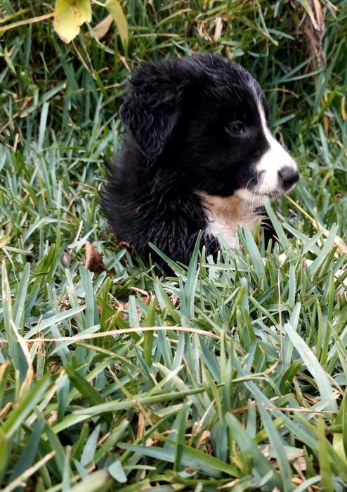 Collie preta e branca fêmea