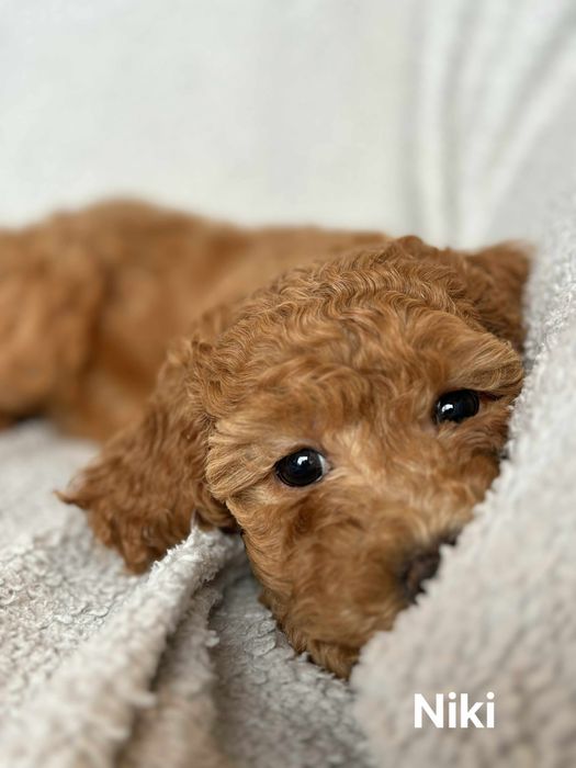 Bichpoo f1B Maltipoo Pudel Frispoo Bichon