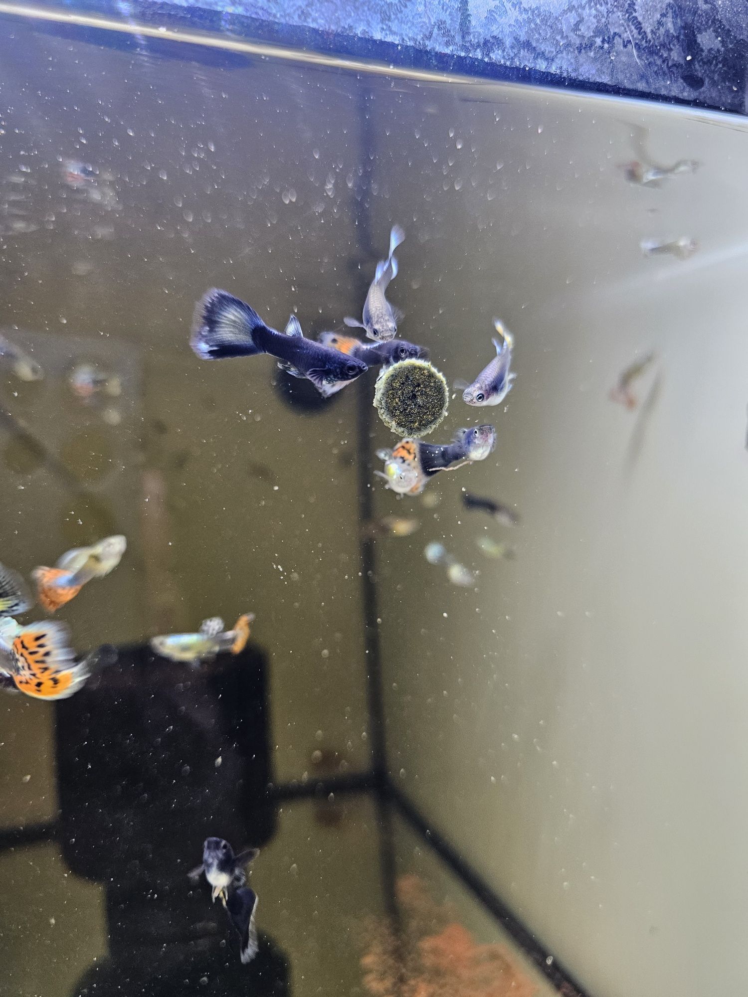 Guppys mosaico e blue