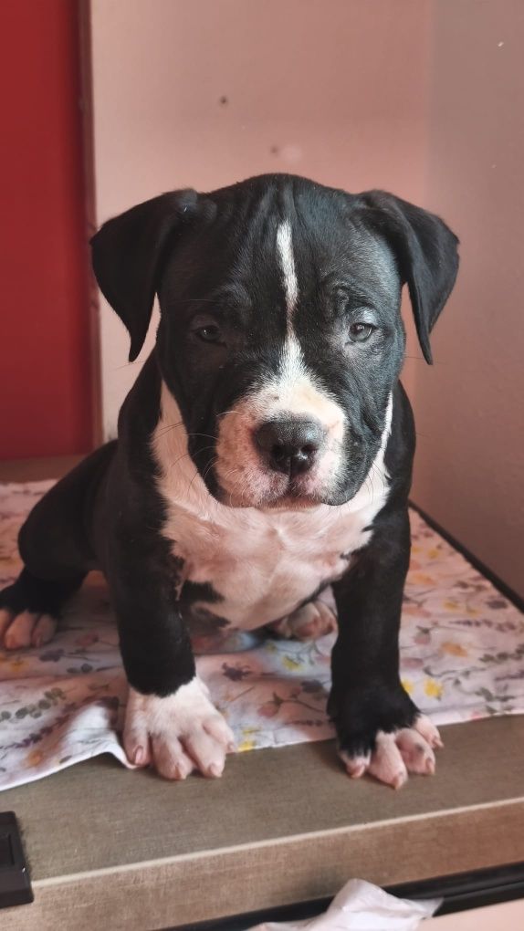 American Bully Pocket