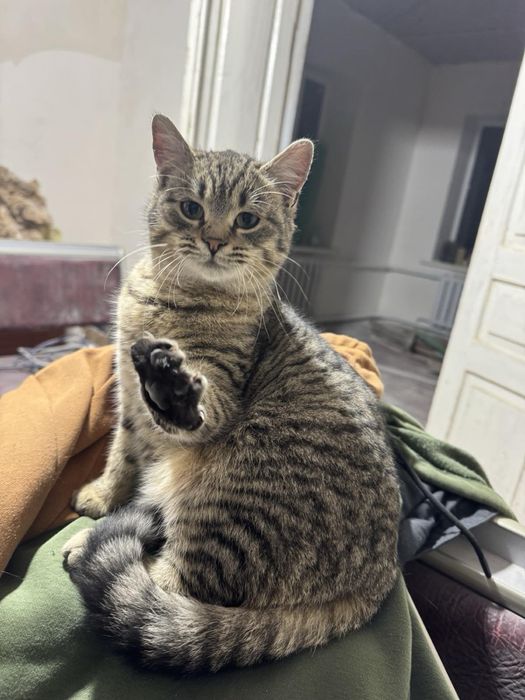 Віддам кішечку в добрі руки