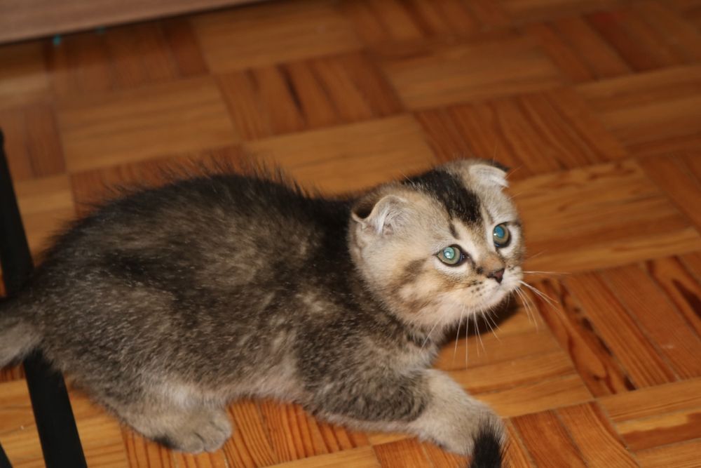Uma gatinha scottish  fold bicolor
