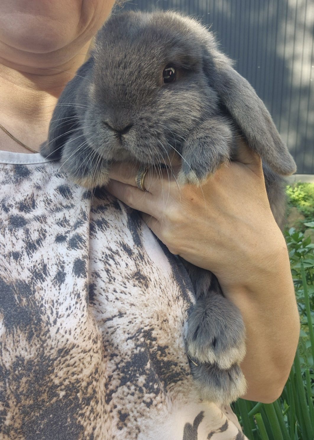 Króliczki Mini Lop